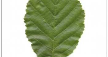 Leaf Identification