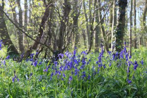 Sharphill in May