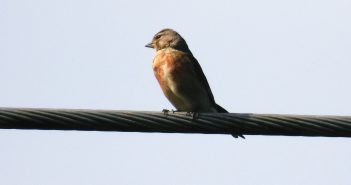 Linnet on wire
