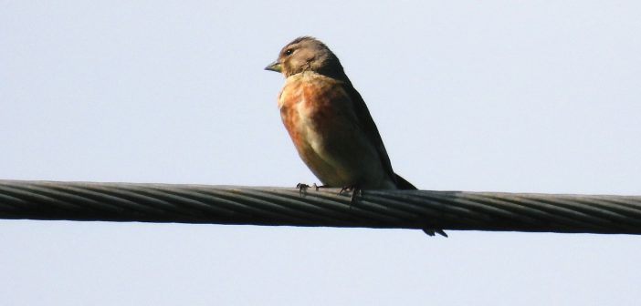 Linnet on wire